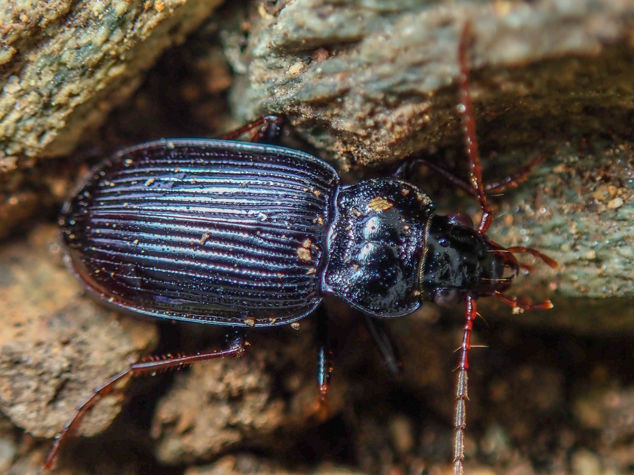 Nebria brevicollis Nebria brevicollis